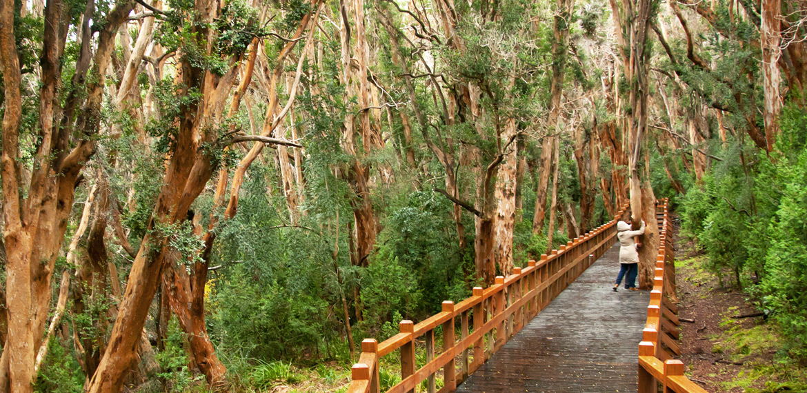 Bosque de Arrayán — ancient myrtle forest on the peninsula